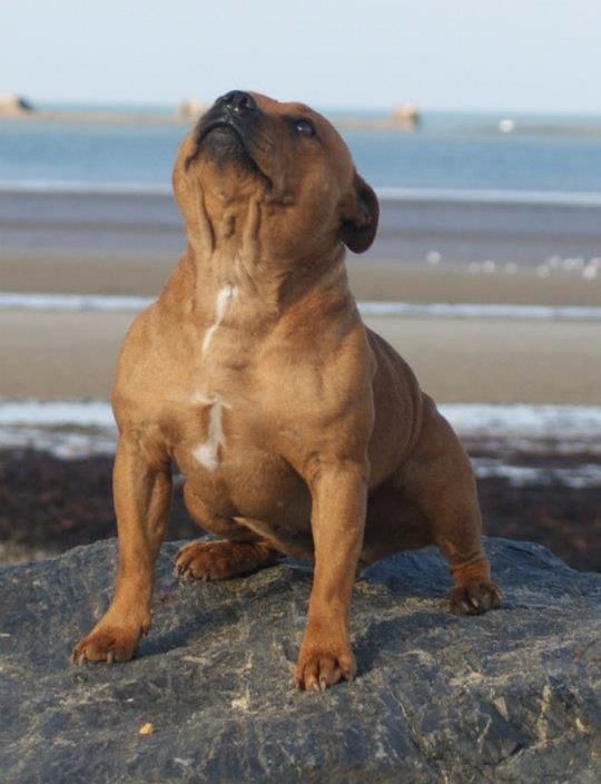 Easy de la griffe du diamant bleu