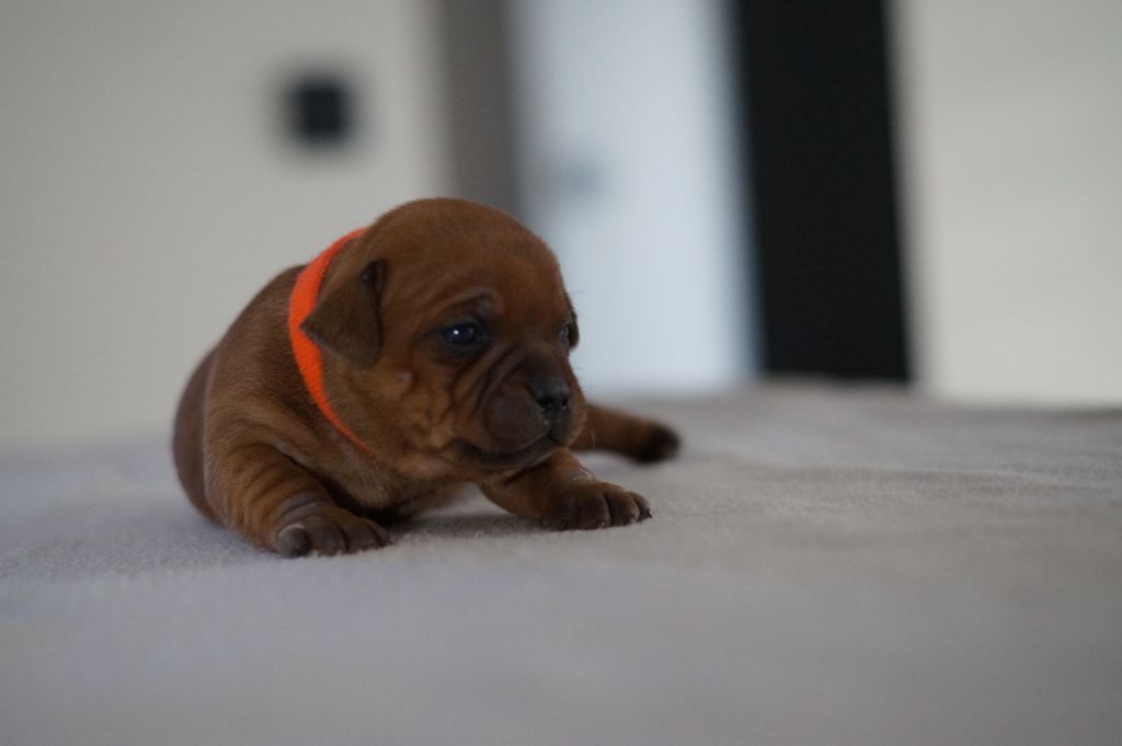 My Lil Bull - Chiots disponibles - Staffordshire Bull Terrier