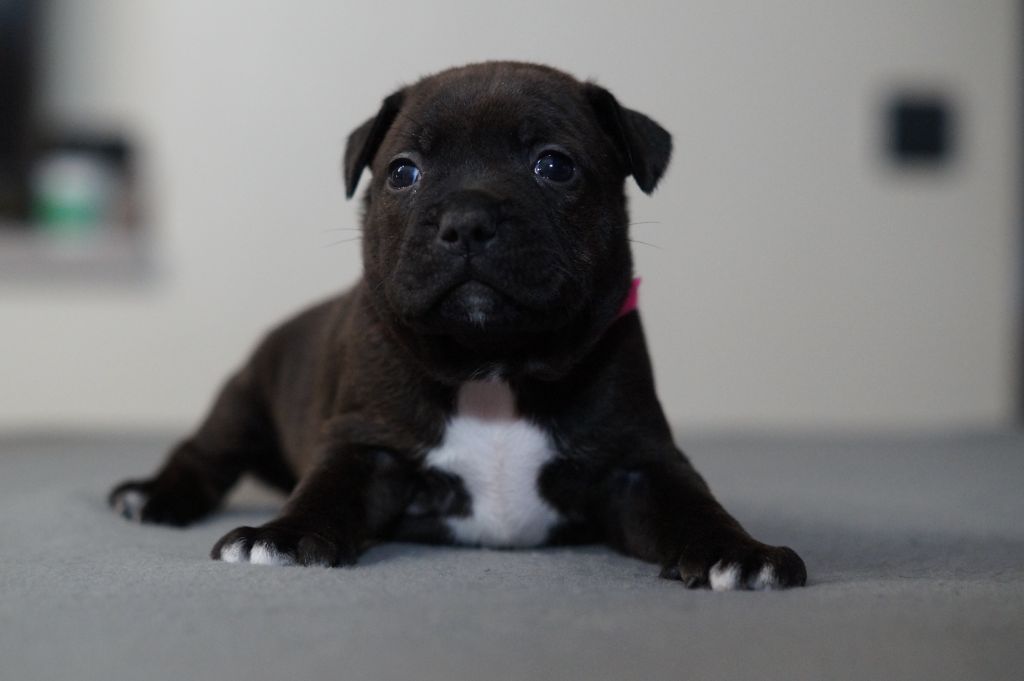 My Lil Bull - Chiots disponibles - Staffordshire Bull Terrier