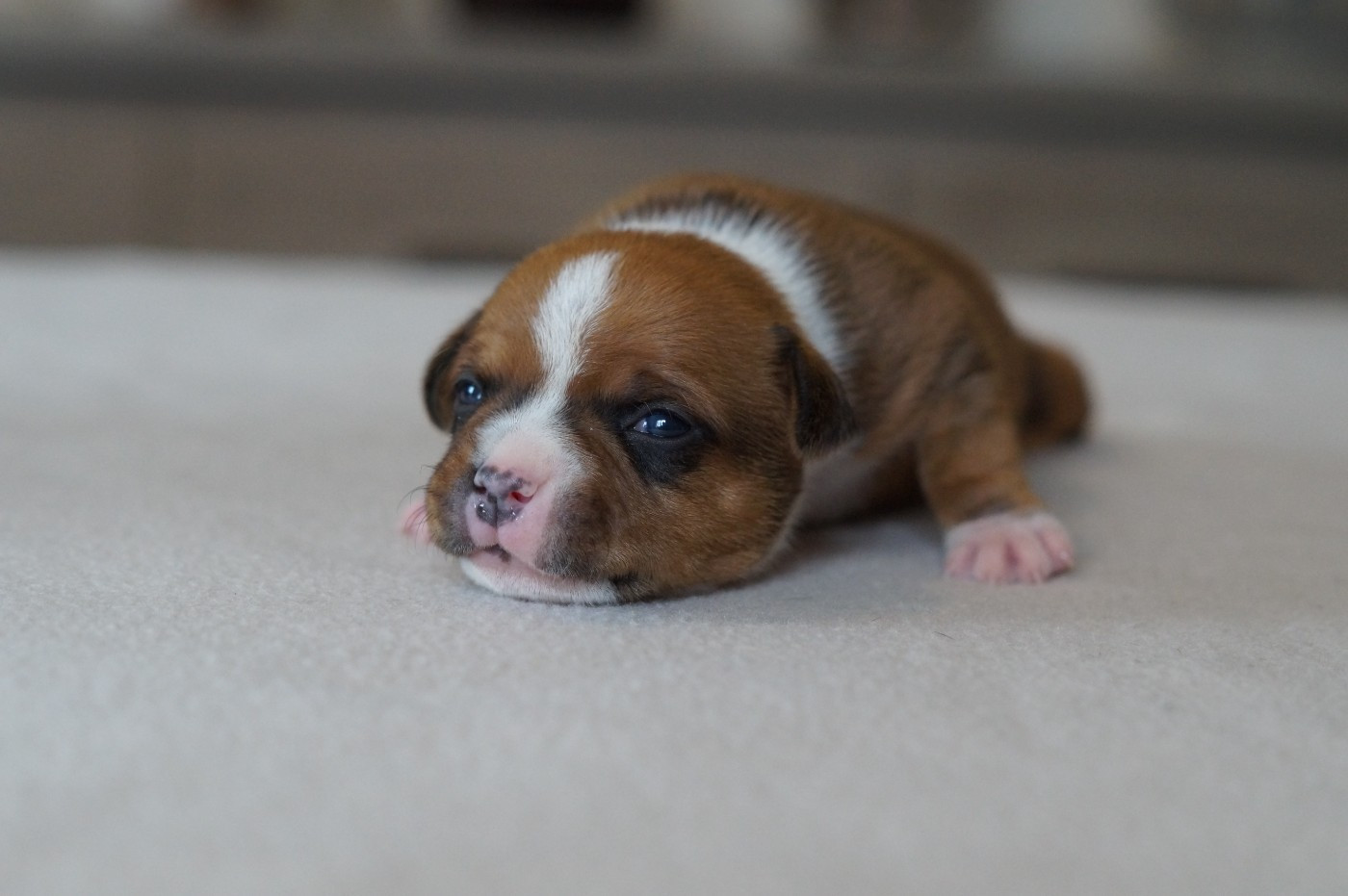 My Lil Bull - Chiots disponibles - Staffordshire Bull Terrier