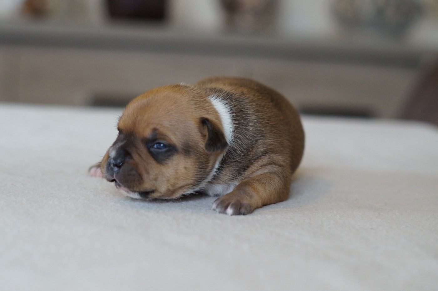 My Lil Bull - Chiots disponibles - Staffordshire Bull Terrier