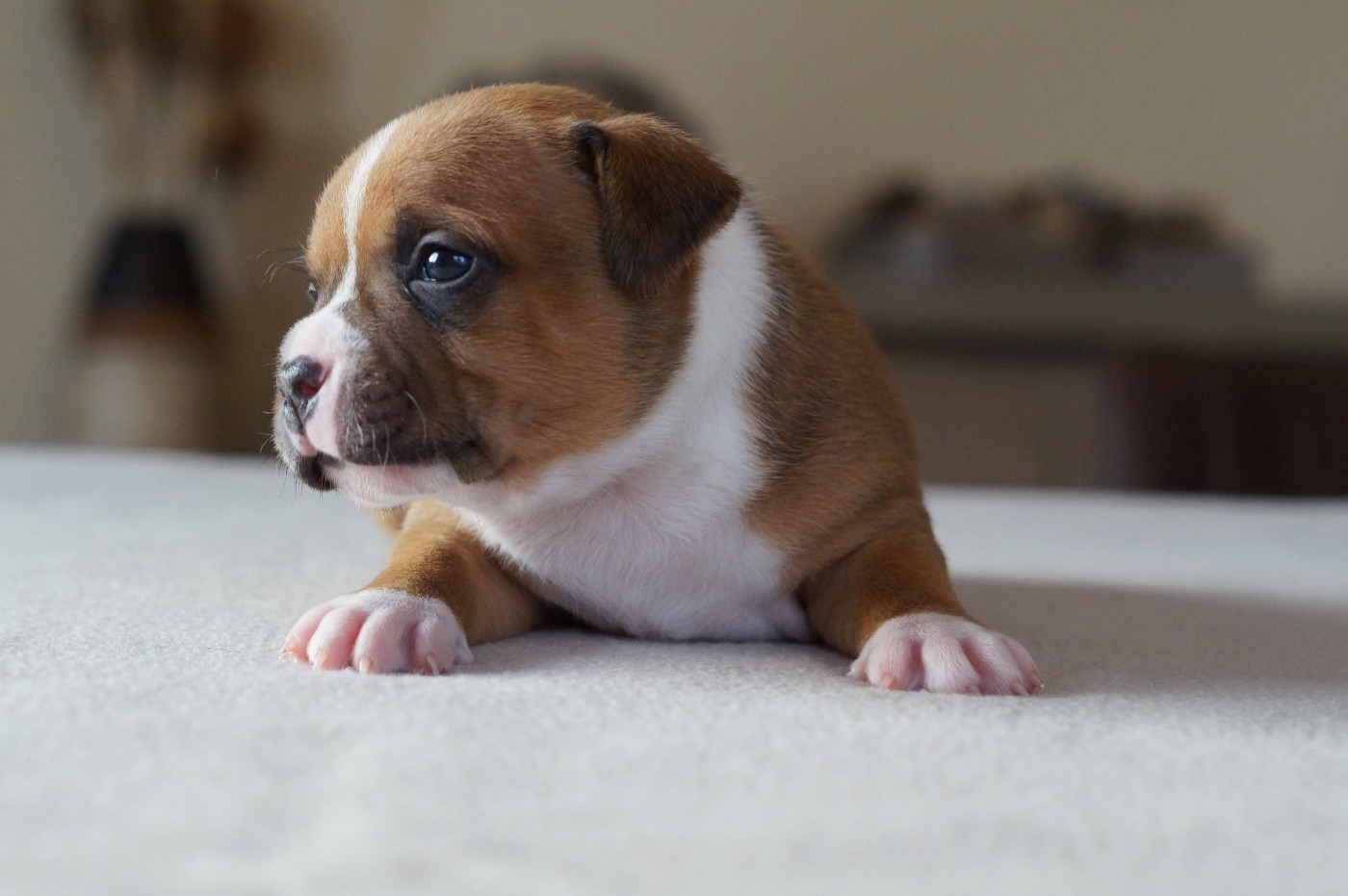 My Lil Bull - Chiots disponibles - Staffordshire Bull Terrier