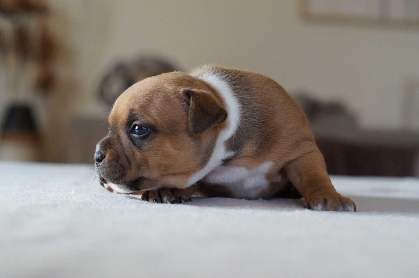 My Lil Bull - Chiots disponibles - Staffordshire Bull Terrier