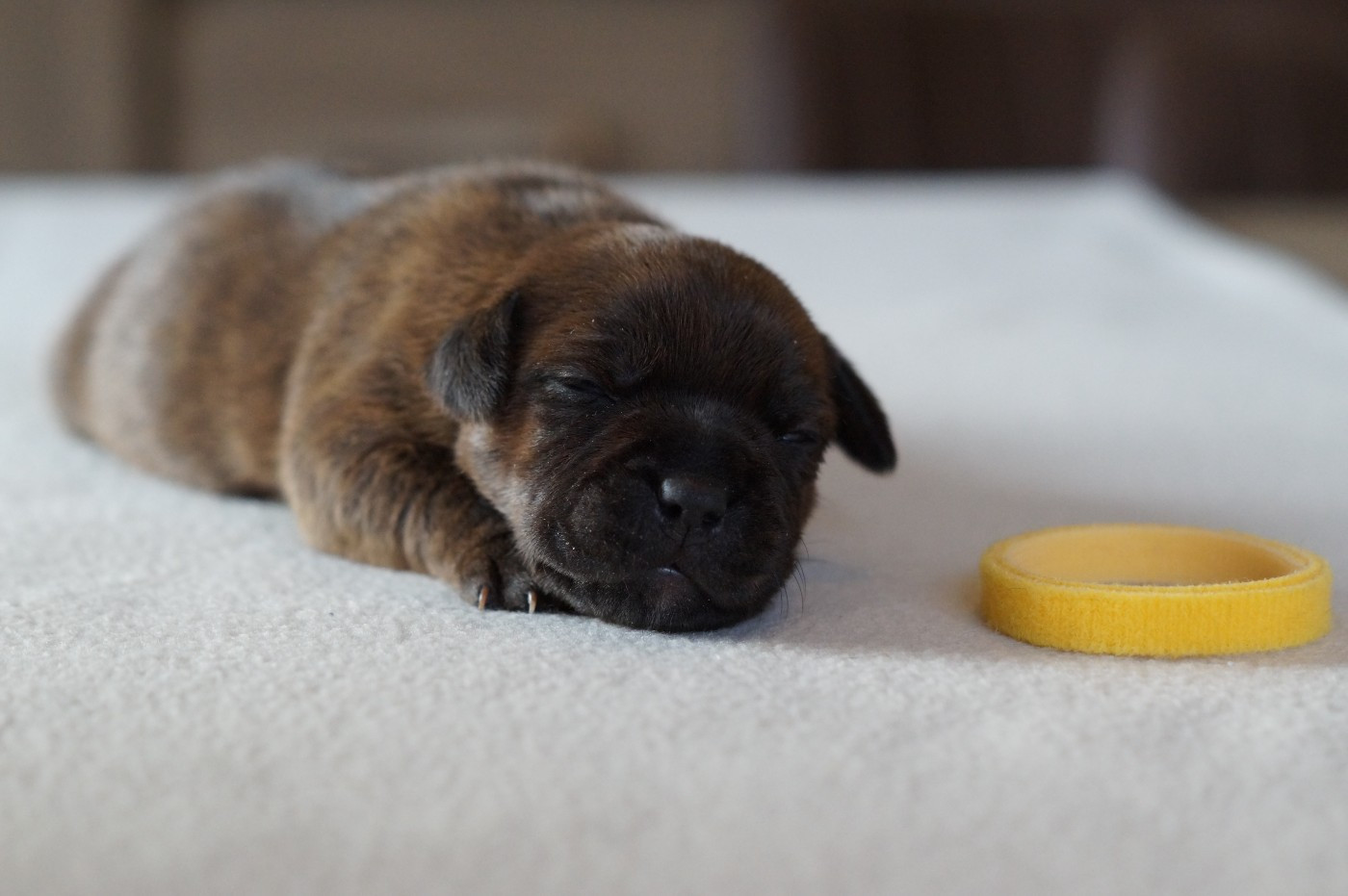 My Lil Bull - Chiots disponibles - Staffordshire Bull Terrier