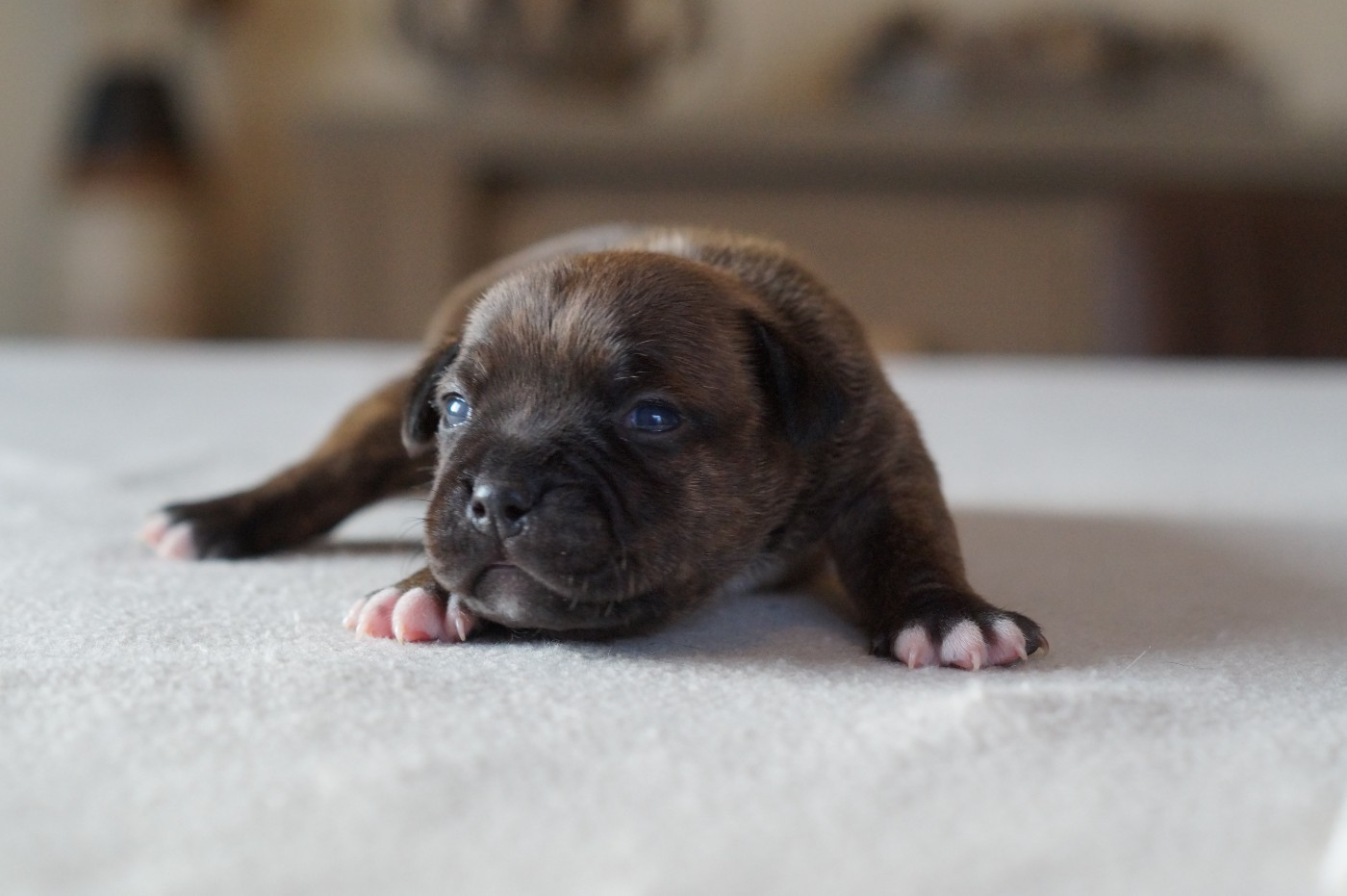 My Lil Bull - Chiots disponibles - Staffordshire Bull Terrier