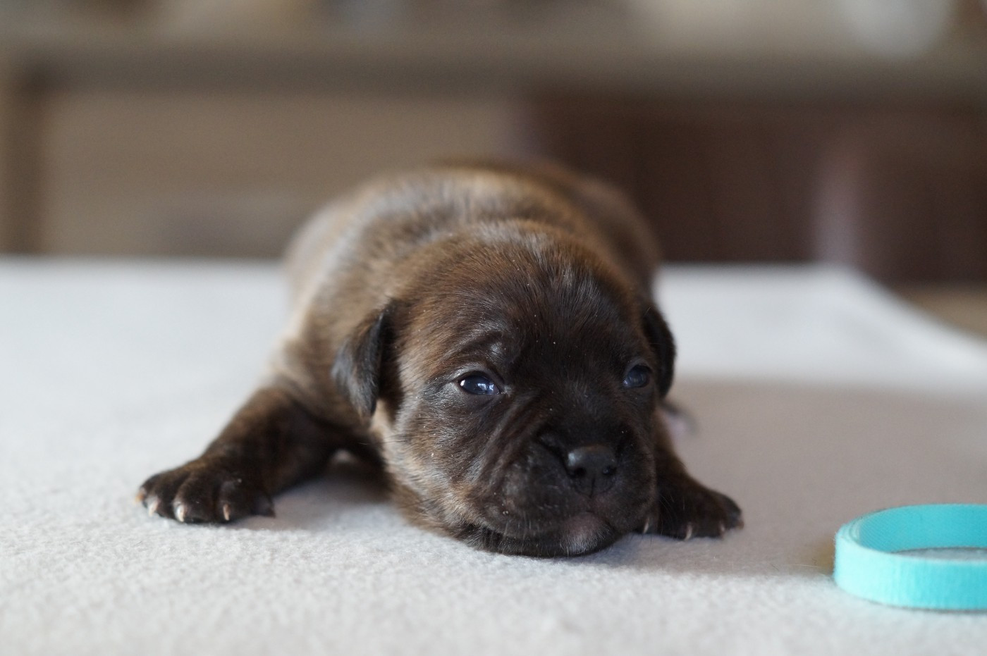 My Lil Bull - Chiots disponibles - Staffordshire Bull Terrier