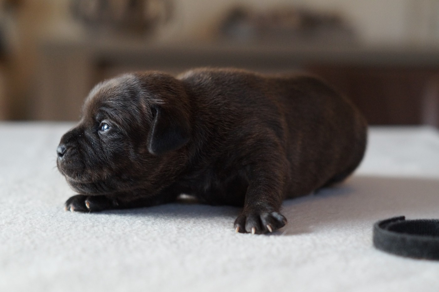 My Lil Bull - Chiots disponibles - Staffordshire Bull Terrier