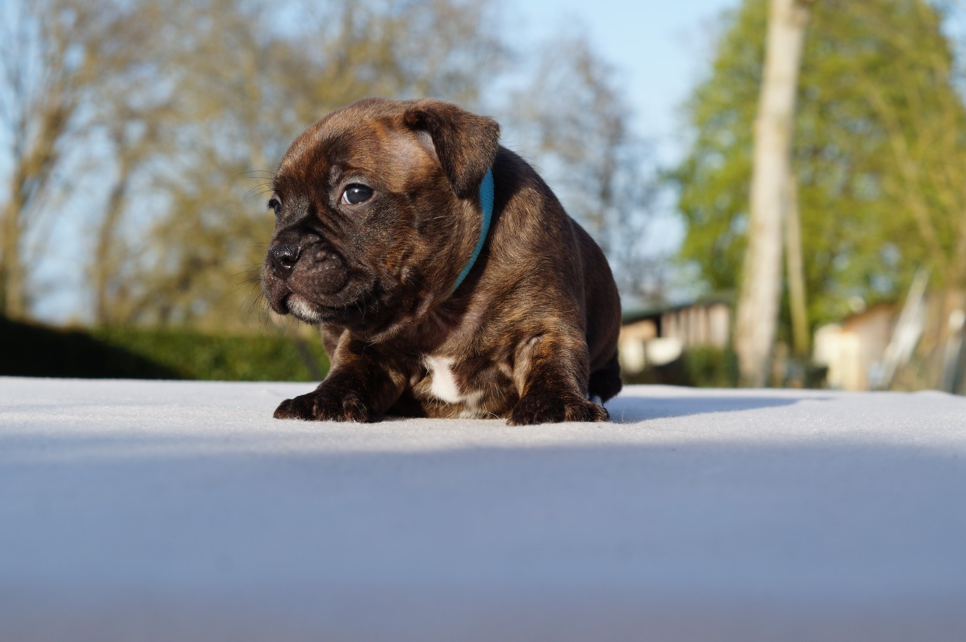 My Lil Bull - Chiots disponibles - Staffordshire Bull Terrier