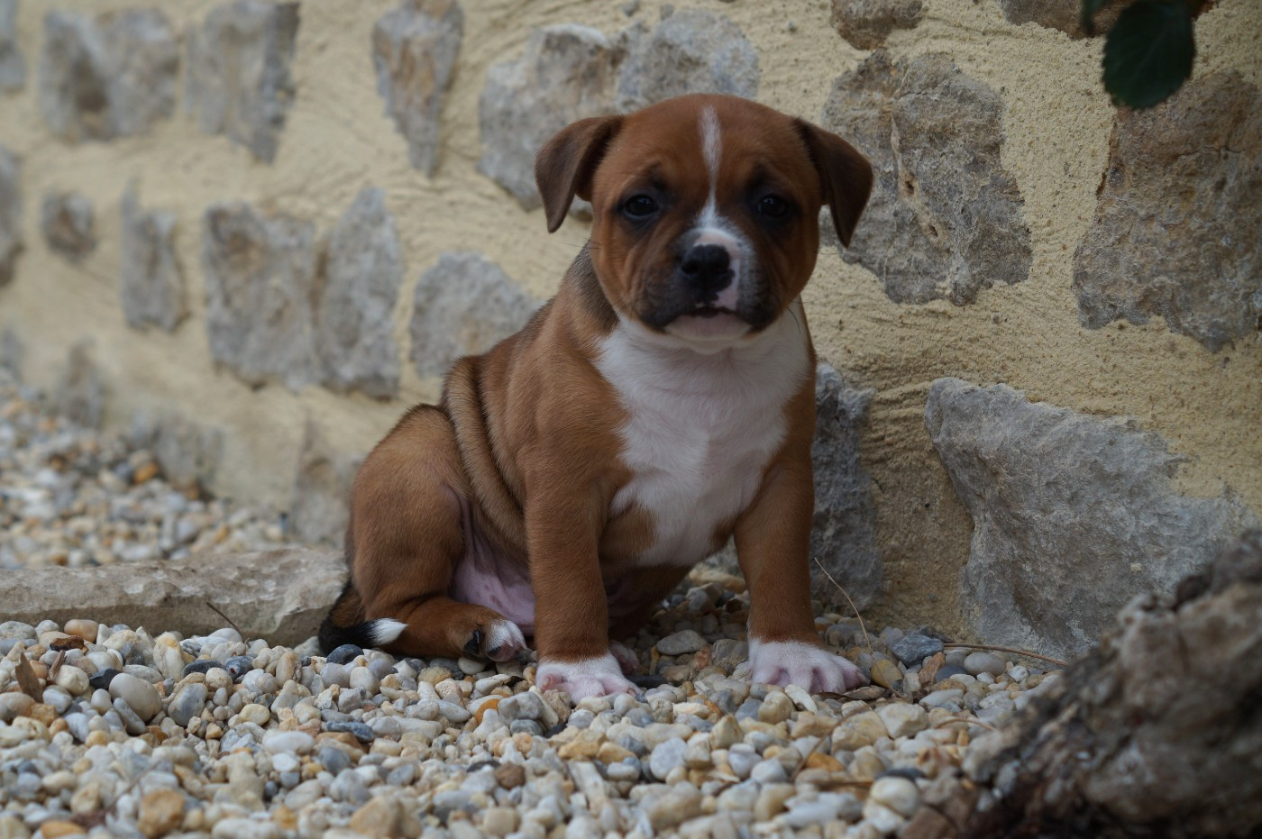 My Lil Bull - Chiots disponibles - Staffordshire Bull Terrier