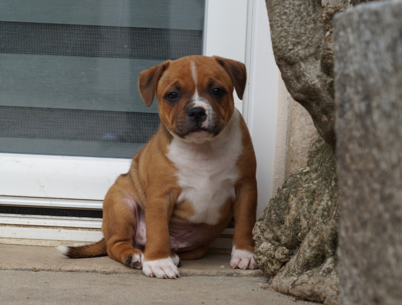 My Lil Bull - Chiots disponibles - Staffordshire Bull Terrier