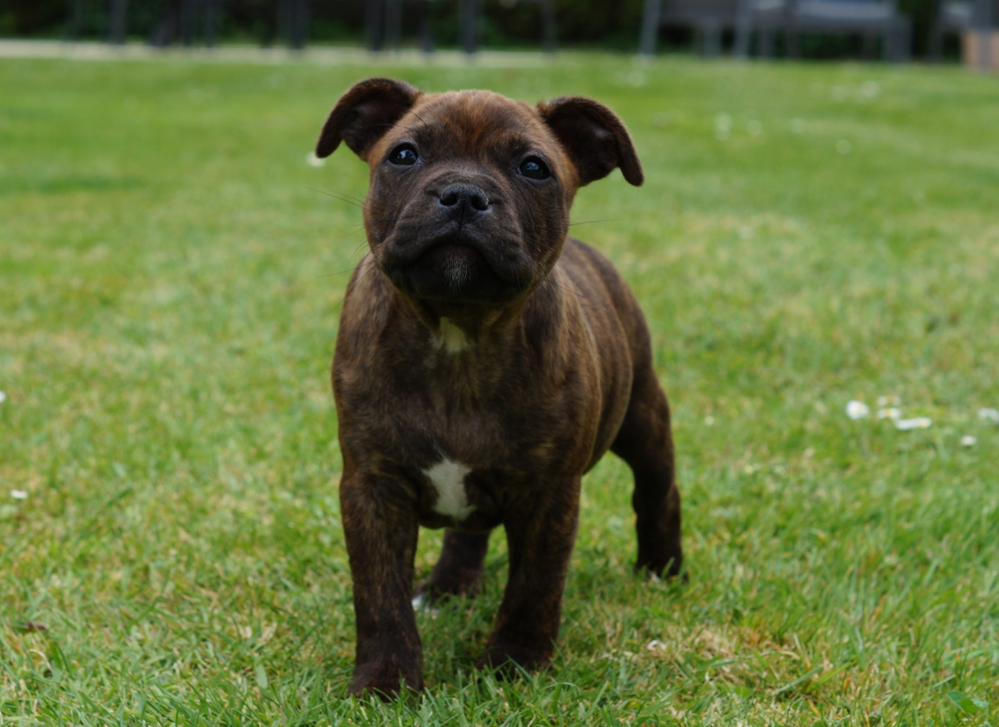 My Lil Bull - Staffordshire Bull Terrier - Portée née le 01/03/2026