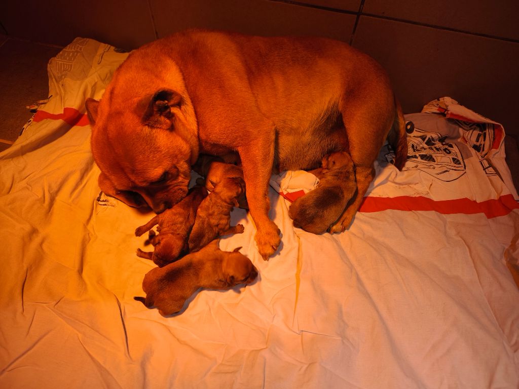 My Lil Bull - Staffordshire Bull Terrier - Portée née le 17/05/2025