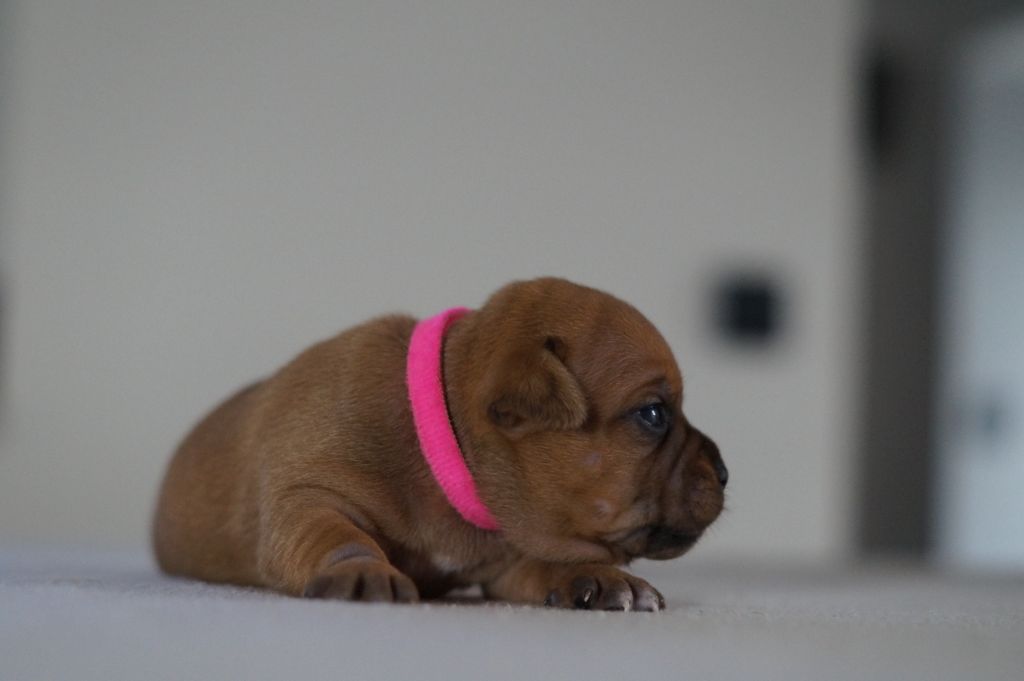 My Lil Bull - Chiots disponibles - Staffordshire Bull Terrier