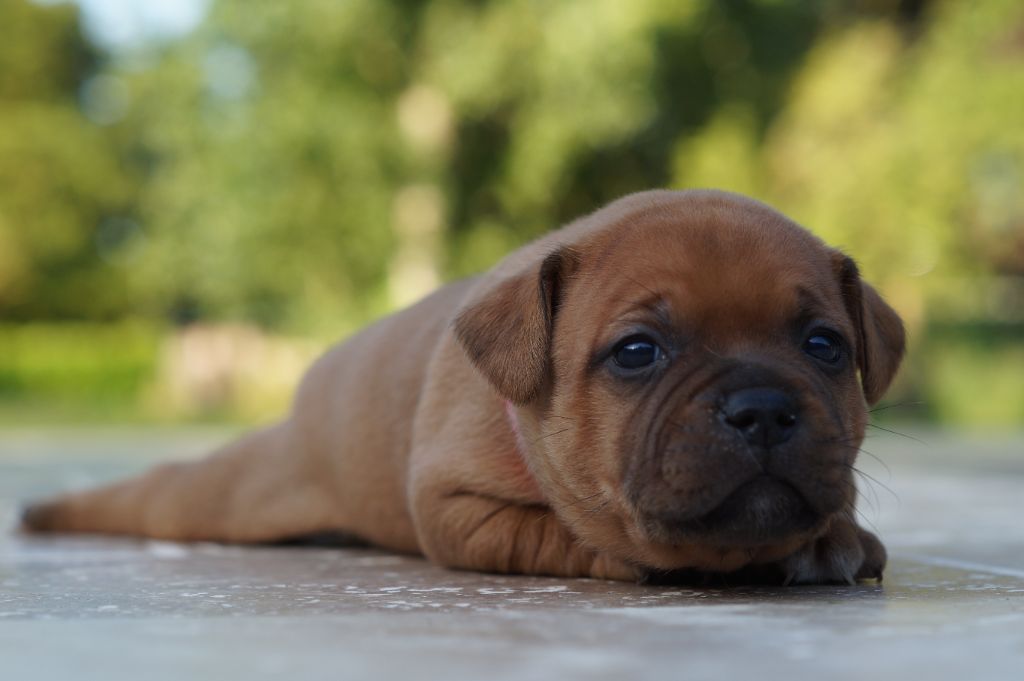My Lil Bull - Chiots disponibles - Staffordshire Bull Terrier