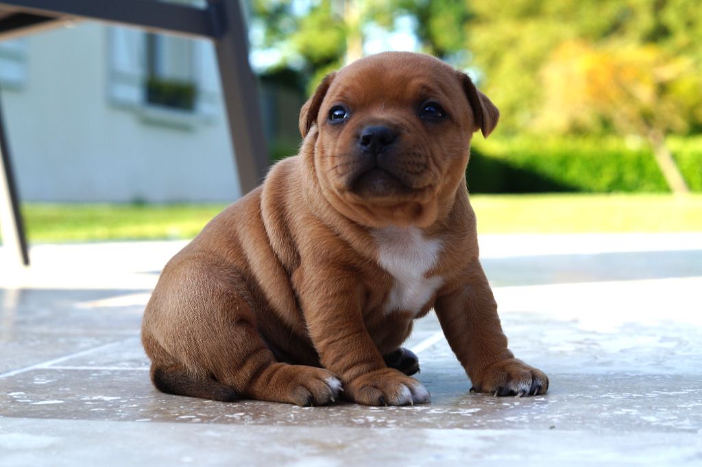 My Lil Bull - Chiots disponibles - Staffordshire Bull Terrier