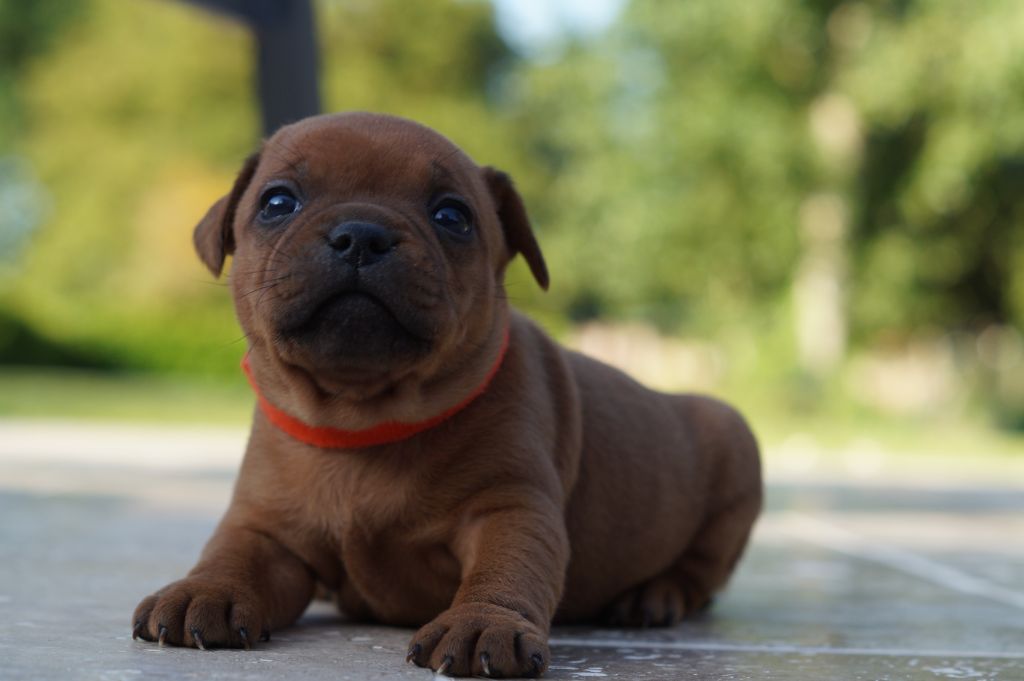 My Lil Bull - Chiots disponibles - Staffordshire Bull Terrier