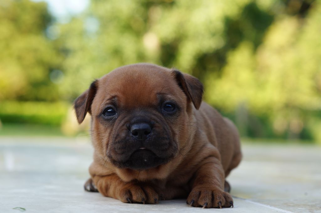 My Lil Bull - Chiots disponibles - Staffordshire Bull Terrier