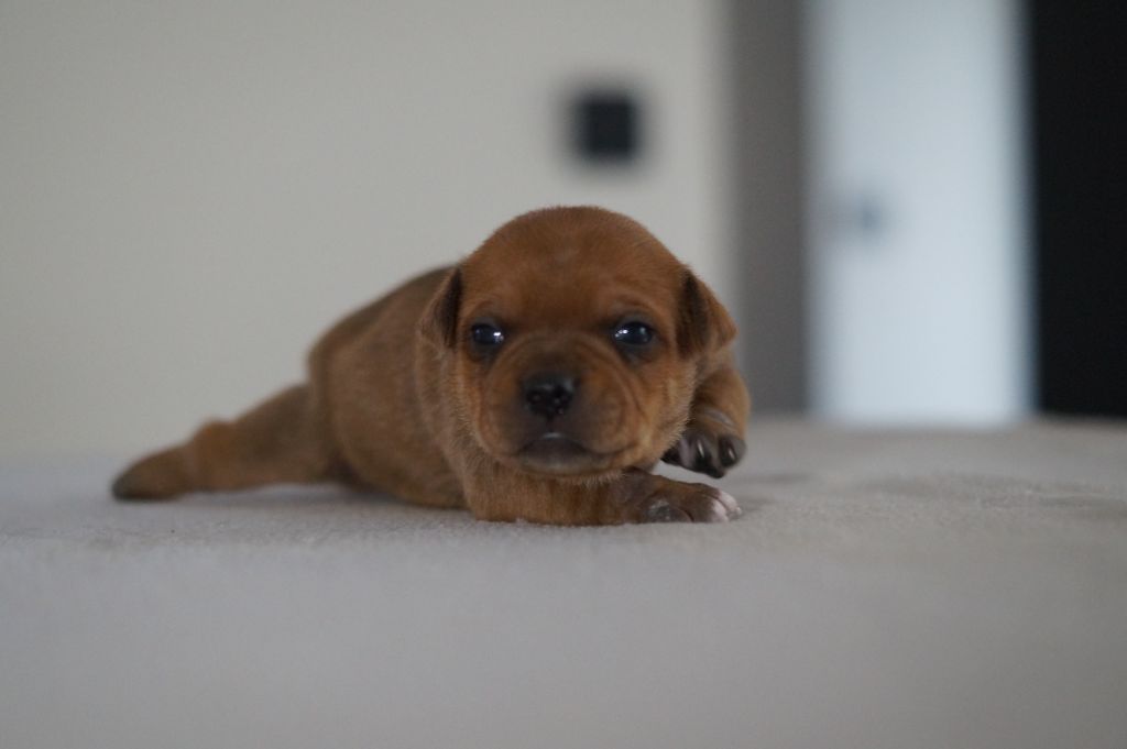 My Lil Bull - Chiots disponibles - Staffordshire Bull Terrier