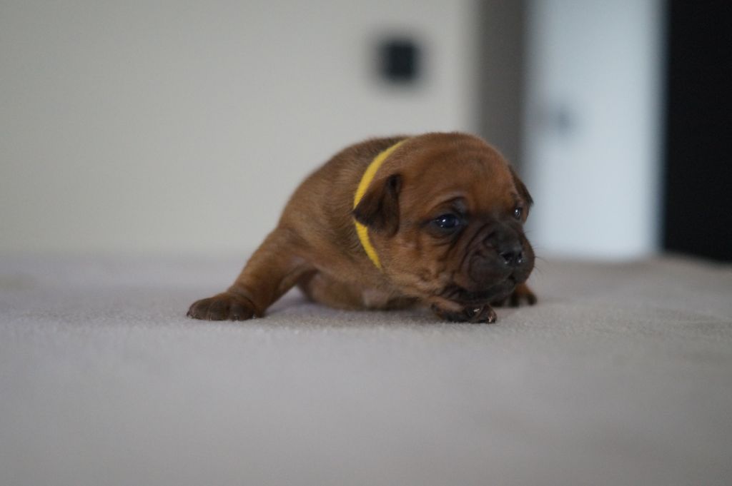 My Lil Bull - Chiots disponibles - Staffordshire Bull Terrier